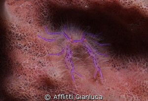 Lobster of the sponge by Afflitti Gianluca 